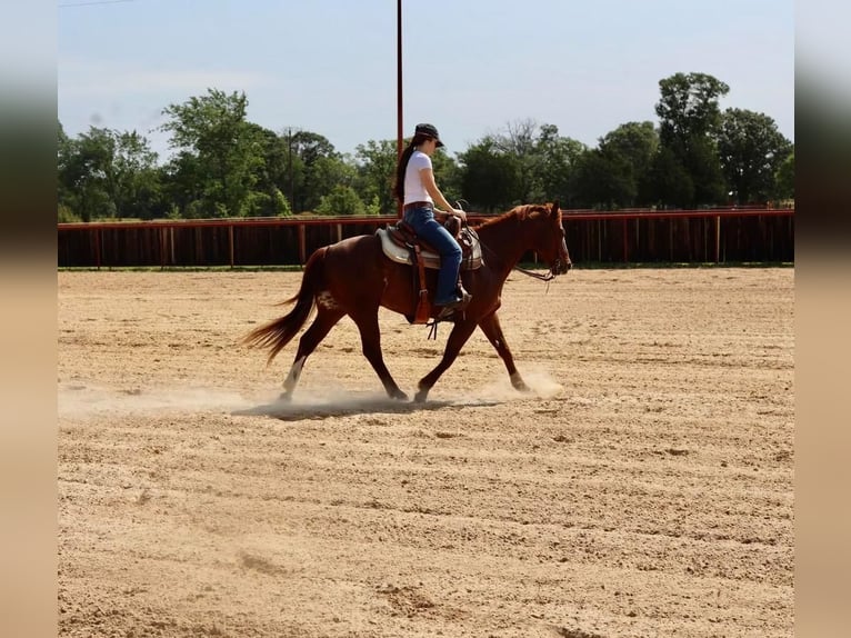 American Quarter Horse Wallach 10 Jahre Rotfuchs in Grand Saline, TX