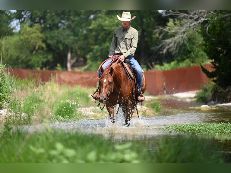 American Quarter Horse Wallach 10 Jahre Rotfuchs in Waco, TX
