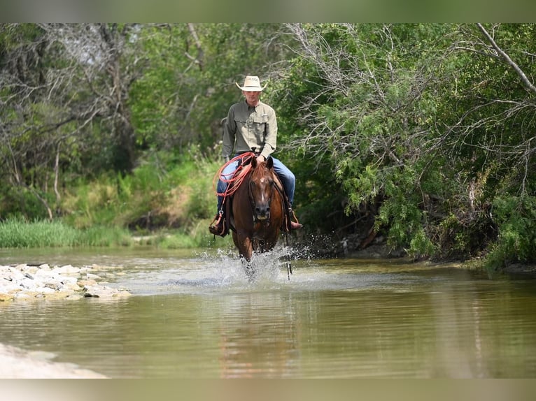American Quarter Horse Wallach 10 Jahre Rotfuchs in Waco, TX