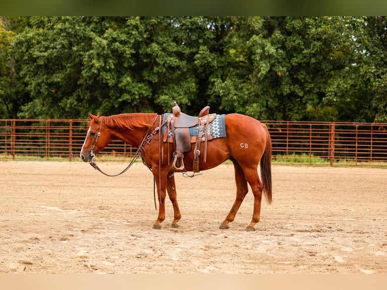 American Quarter Horse Wallach 10 Jahre Rotfuchs in Palmyra