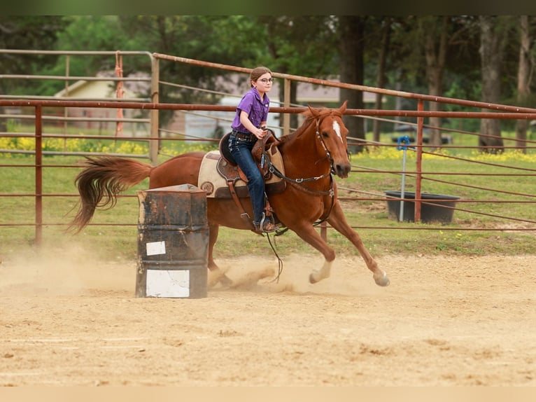 American Quarter Horse Wallach 10 Jahre Rotfuchs in Quitman