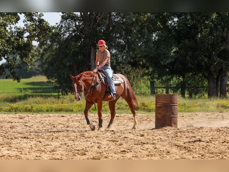 American Quarter Horse Wallach 10 Jahre Rotfuchs in Quitman