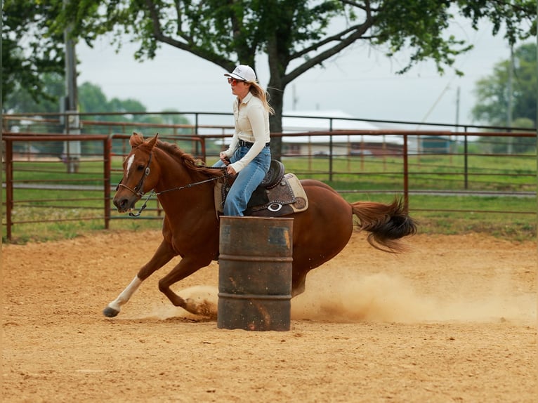 American Quarter Horse Wallach 10 Jahre Rotfuchs in Quitman