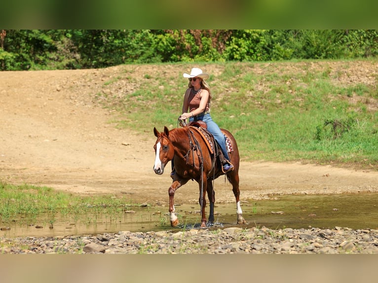 American Quarter Horse Wallach 10 Jahre Rotfuchs in Quitman