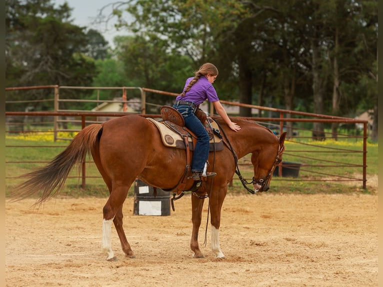 American Quarter Horse Wallach 10 Jahre Rotfuchs in Quitman
