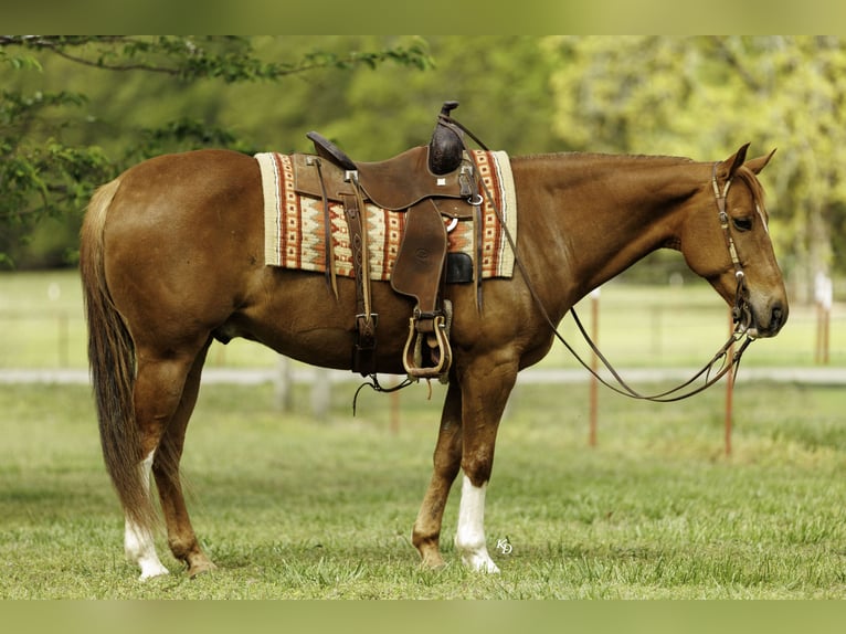American Quarter Horse Wallach 10 Jahre Rotfuchs in Quitman