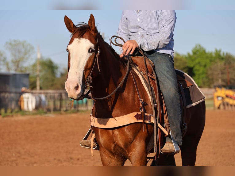 American Quarter Horse Wallach 10 Jahre Rotfuchs in Ripley
