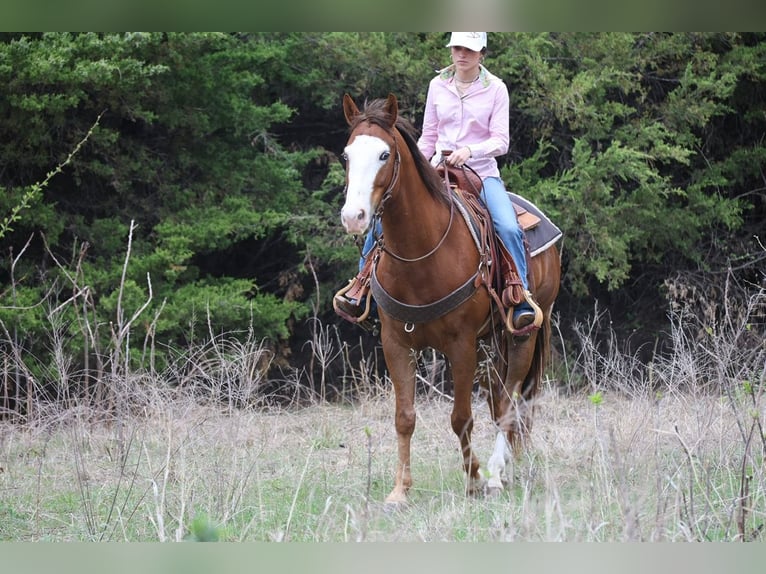 American Quarter Horse Wallach 10 Jahre Rotfuchs in Ripley