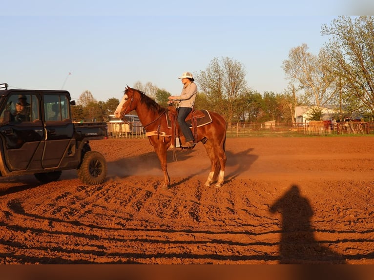 American Quarter Horse Wallach 10 Jahre Rotfuchs in Ripley