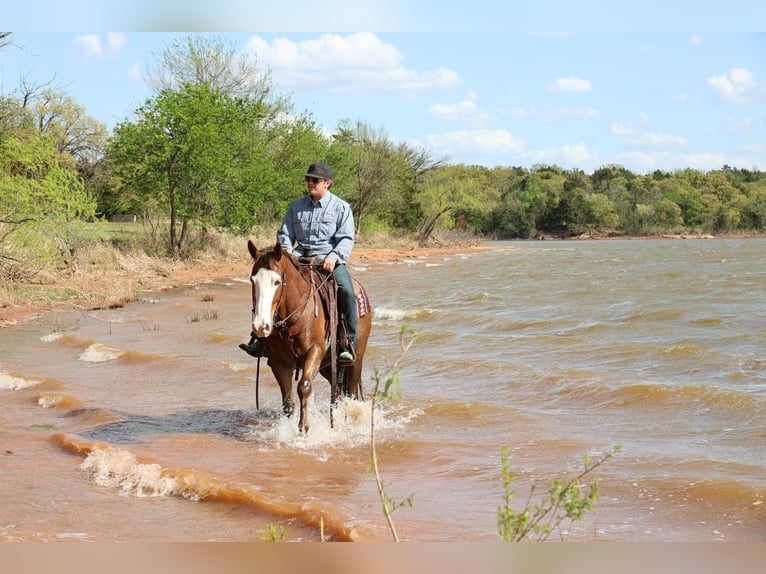 American Quarter Horse Wallach 10 Jahre Rotfuchs in Ripley