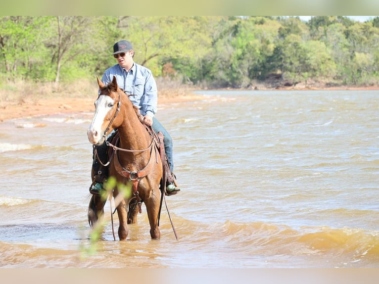 American Quarter Horse Wallach 10 Jahre Rotfuchs in Ripley