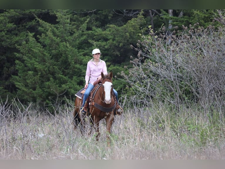 American Quarter Horse Wallach 10 Jahre Rotfuchs in Ripley