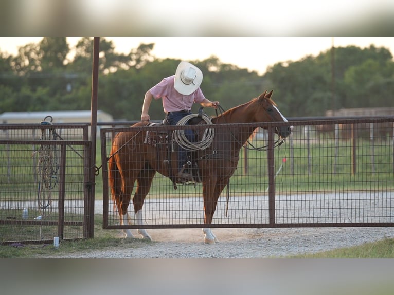 American Quarter Horse Wallach 10 Jahre Rotfuchs in Weatherford