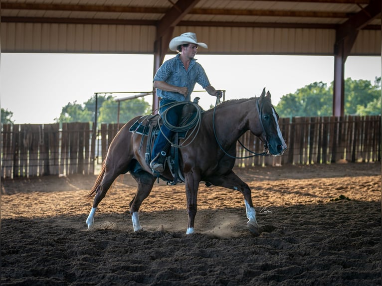 American Quarter Horse Wallach 10 Jahre Rotfuchs in Weatherford