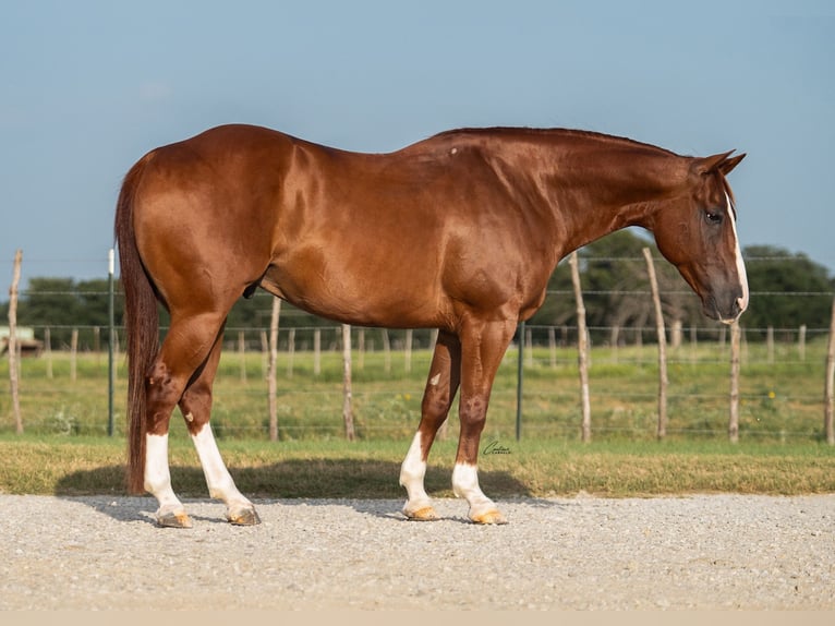 American Quarter Horse Wallach 10 Jahre Rotfuchs in Weatherford
