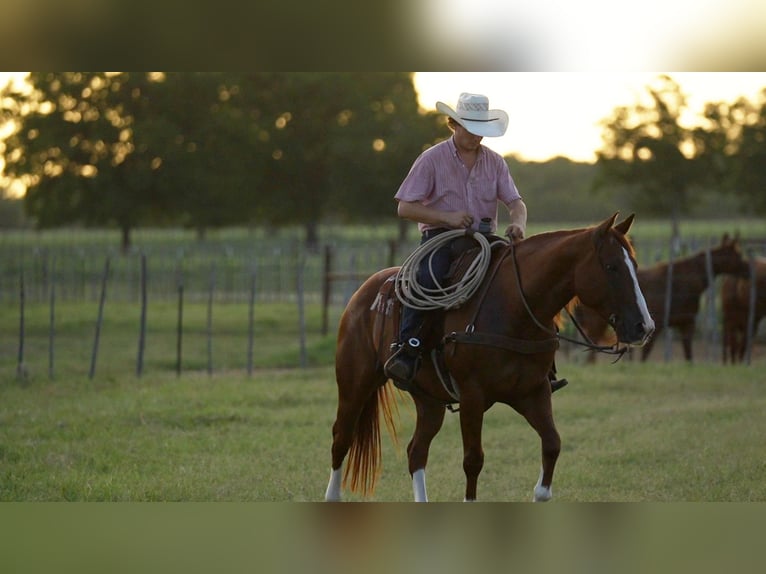 American Quarter Horse Wallach 10 Jahre Rotfuchs in Weatherford