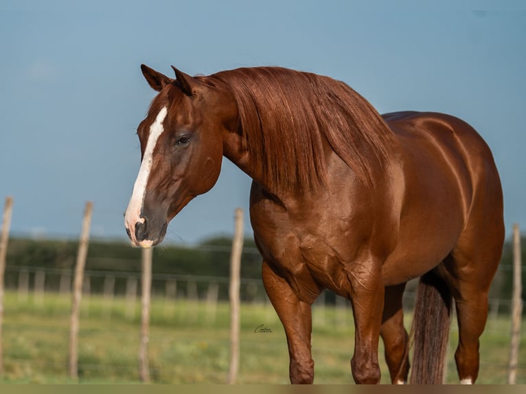 American Quarter Horse Wallach 10 Jahre Rotfuchs in Weatherford