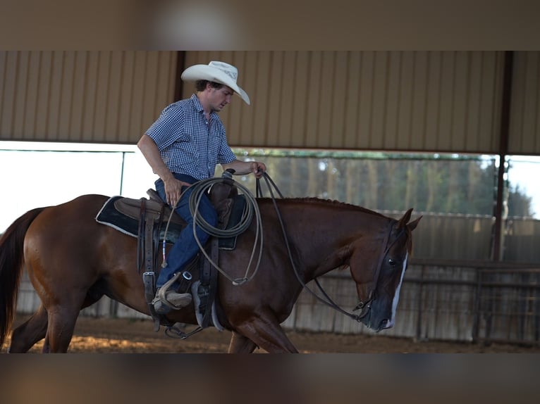 American Quarter Horse Wallach 10 Jahre Rotfuchs in Weatherford