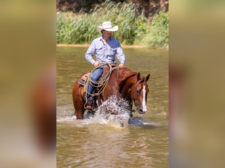 American Quarter Horse Wallach 10 Jahre Rotfuchs in Weatherford