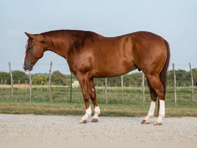 American Quarter Horse Wallach 10 Jahre Rotfuchs in Weatherford