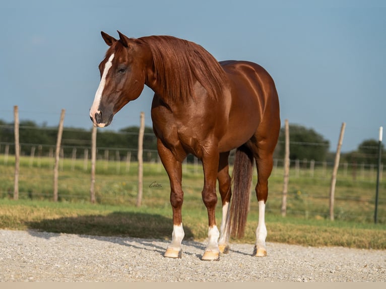 American Quarter Horse Wallach 10 Jahre Rotfuchs in Weatherford