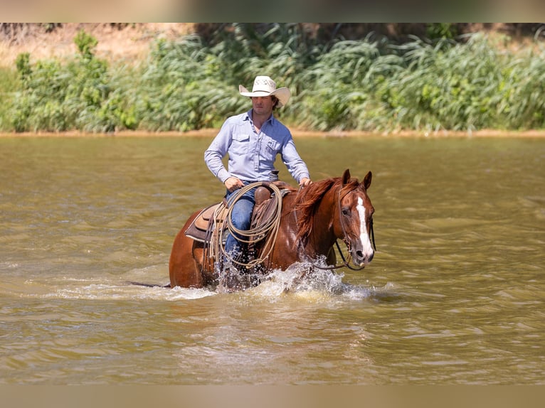 American Quarter Horse Wallach 10 Jahre Rotfuchs in Weatherford