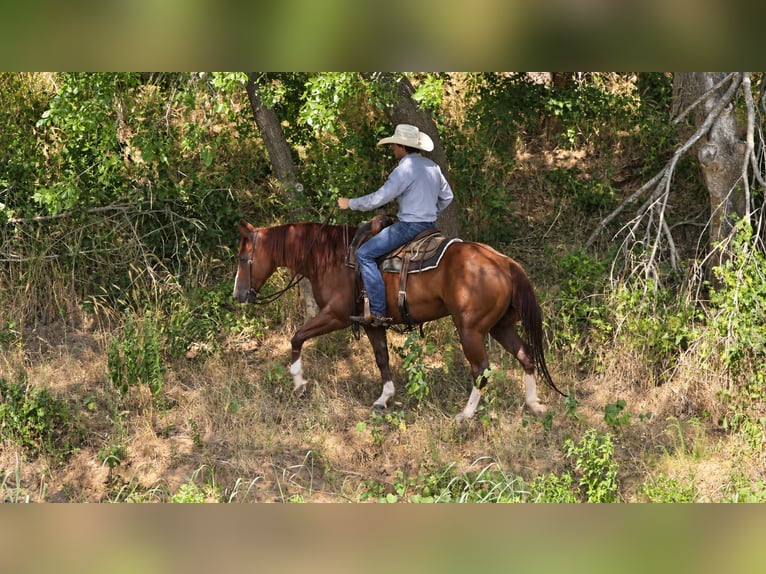 American Quarter Horse Wallach 10 Jahre Rotfuchs in Weatherford