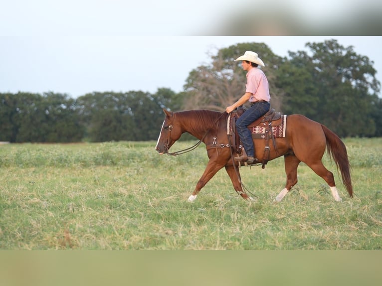 American Quarter Horse Wallach 10 Jahre Rotfuchs in Weatherford