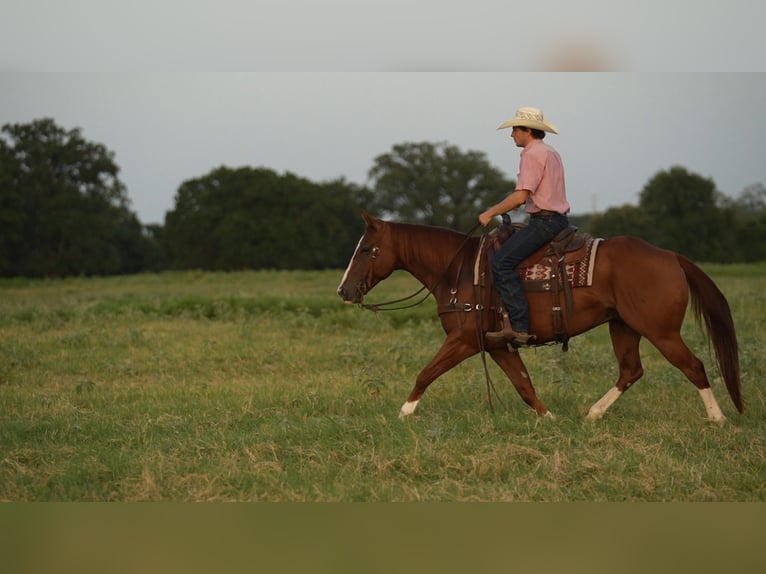American Quarter Horse Wallach 10 Jahre Rotfuchs in Weatherford