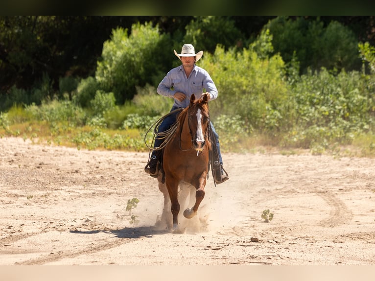 American Quarter Horse Wallach 10 Jahre Rotfuchs in Weatherford