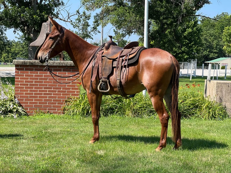 American Quarter Horse Wallach 10 Jahre Rotfuchs in zearing IA