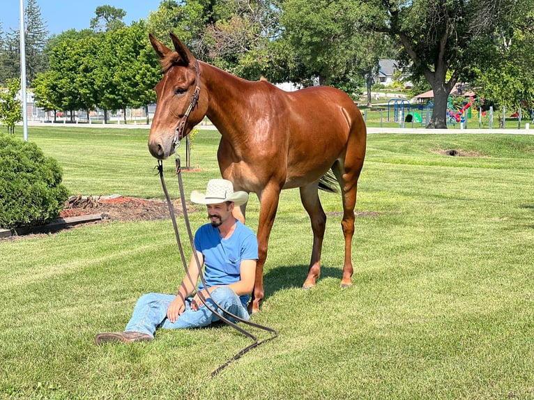 American Quarter Horse Wallach 10 Jahre Rotfuchs in zearing IA