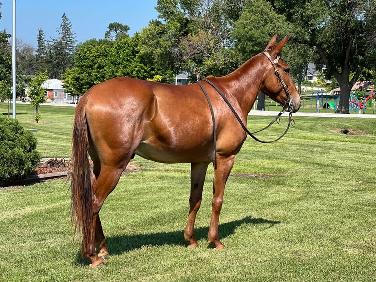 American Quarter Horse Wallach 10 Jahre Rotfuchs in zearing IA