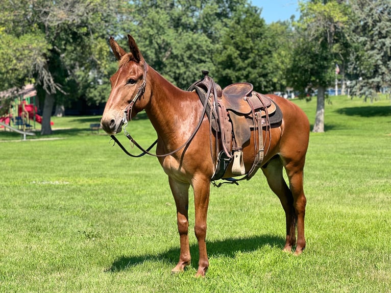 American Quarter Horse Wallach 10 Jahre Rotfuchs in zearing IA