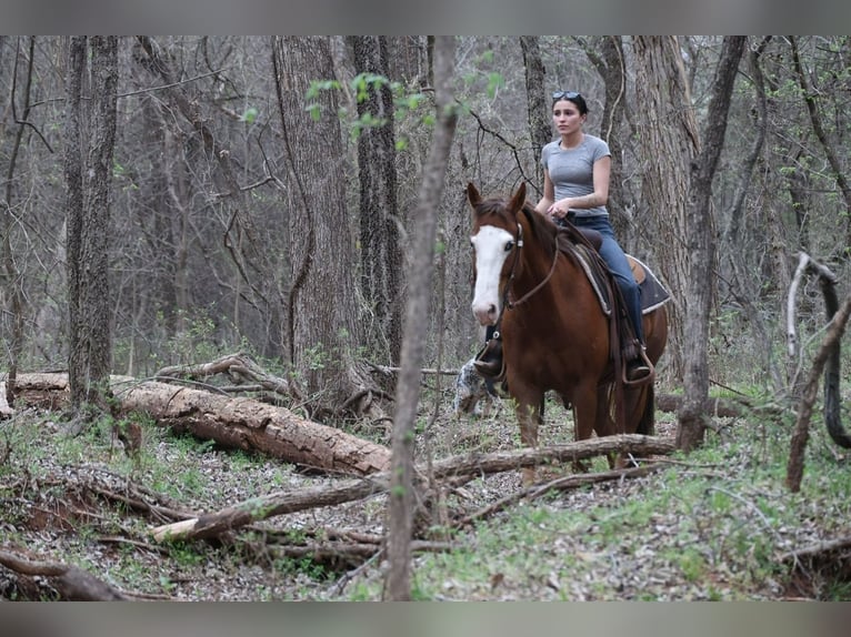 American Quarter Horse Wallach 10 Jahre Rotfuchs in Ripley