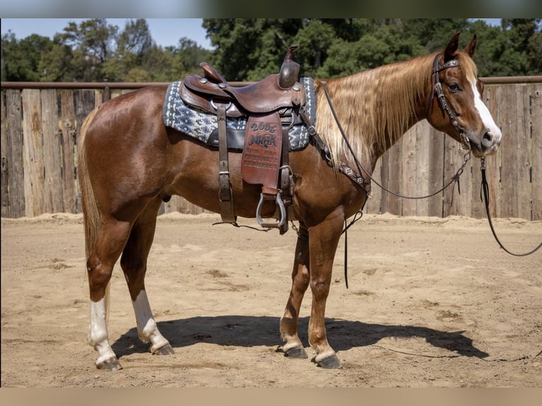 American Quarter Horse Wallach 10 Jahre Rotfuchs in Murrieta, CA