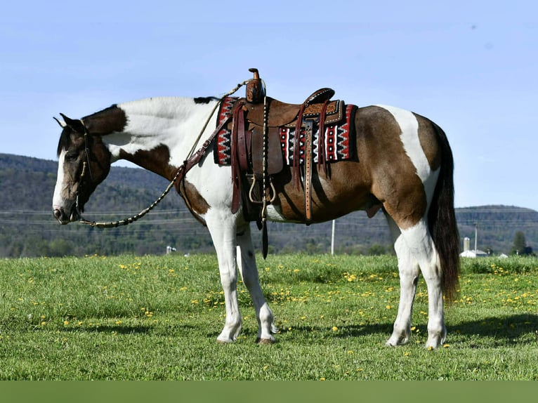 American Quarter Horse Wallach 10 Jahre Schecke in Rebersburg, PA