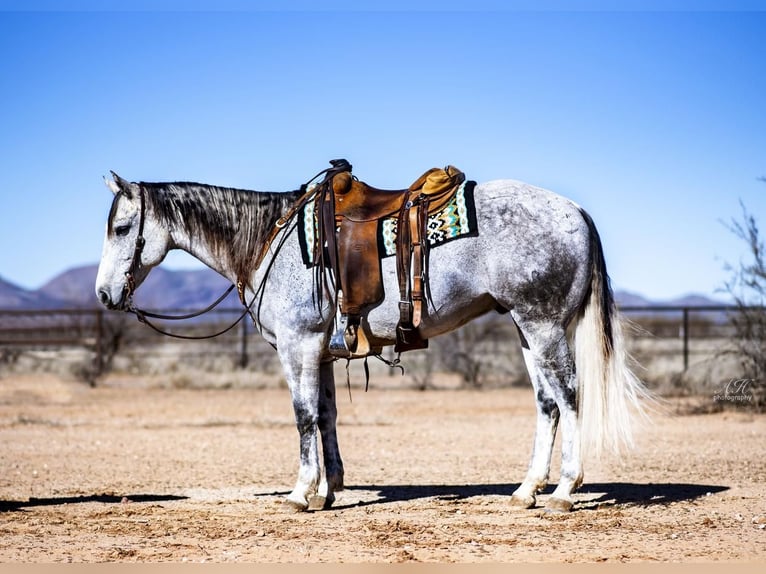 American Quarter Horse Wallach 10 Jahre Schimmel in Aguila, AZ
