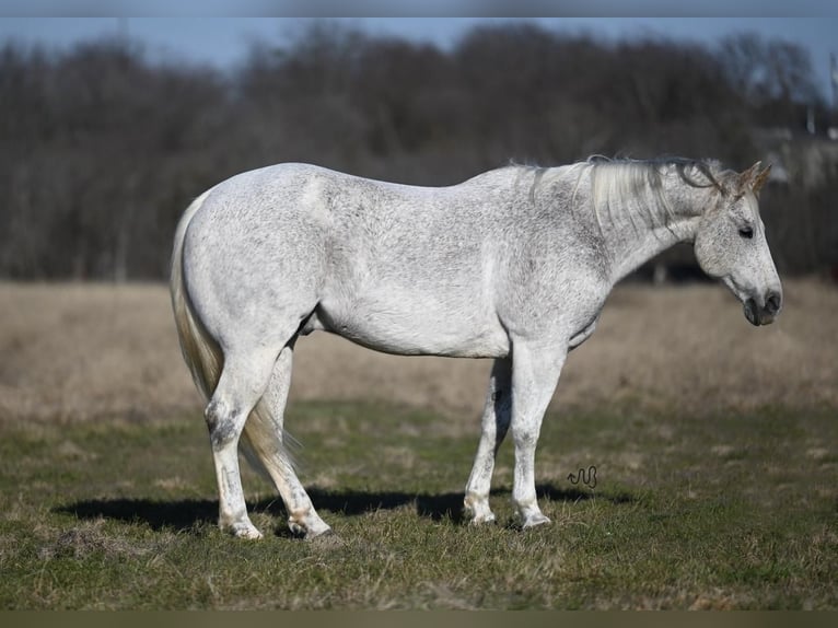 American Quarter Horse Wallach 10 Jahre Schimmel in Waco, TX