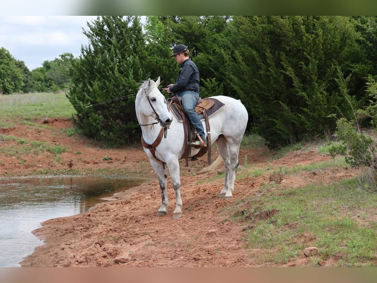 American Quarter Horse Wallach 10 Jahre Schimmel in Ripley