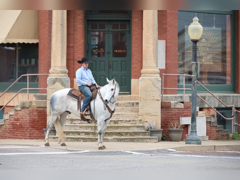 American Quarter Horse Wallach 10 Jahre Schimmel in Ripley