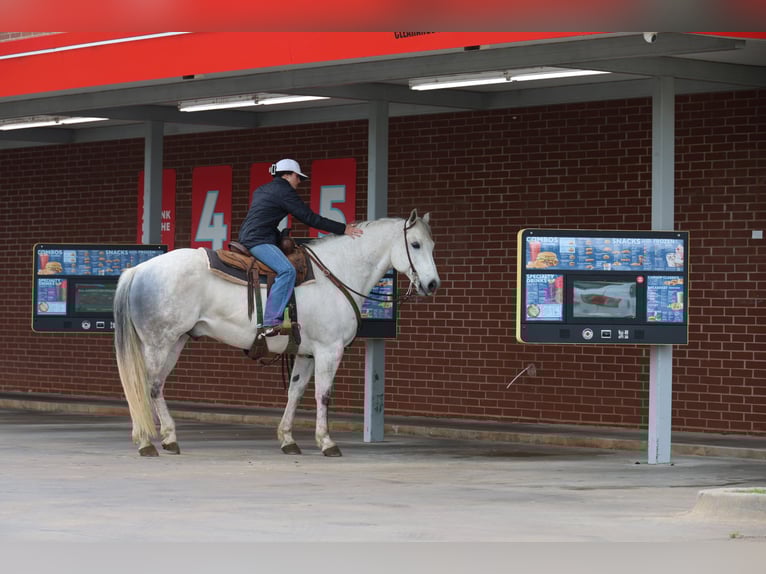 American Quarter Horse Wallach 10 Jahre Schimmel in Ripley