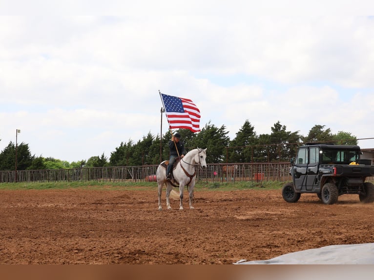 American Quarter Horse Wallach 10 Jahre Schimmel in Ripley