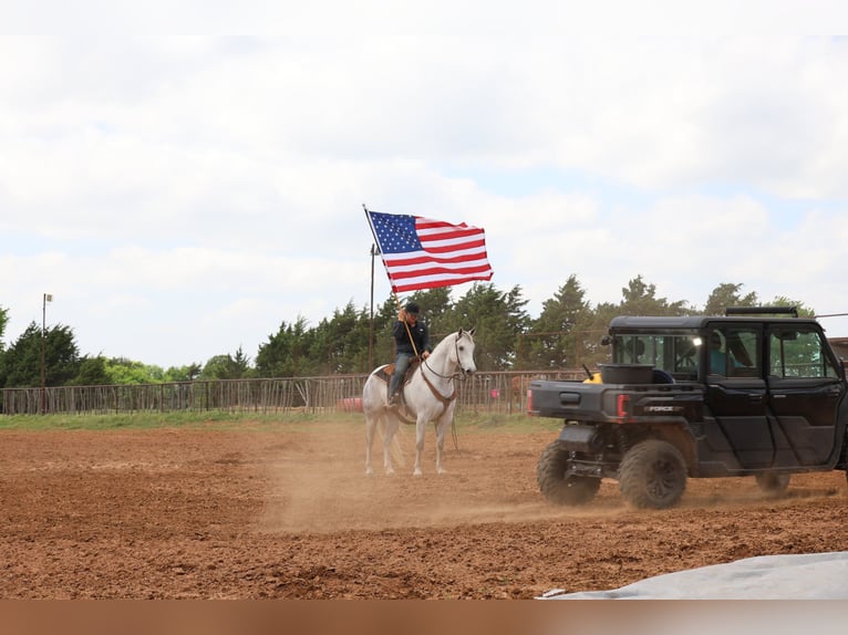 American Quarter Horse Wallach 10 Jahre Schimmel in Ripley