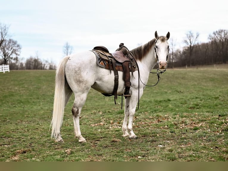 American Quarter Horse Wallach 10 Jahre Schimmel in Dalton, OH