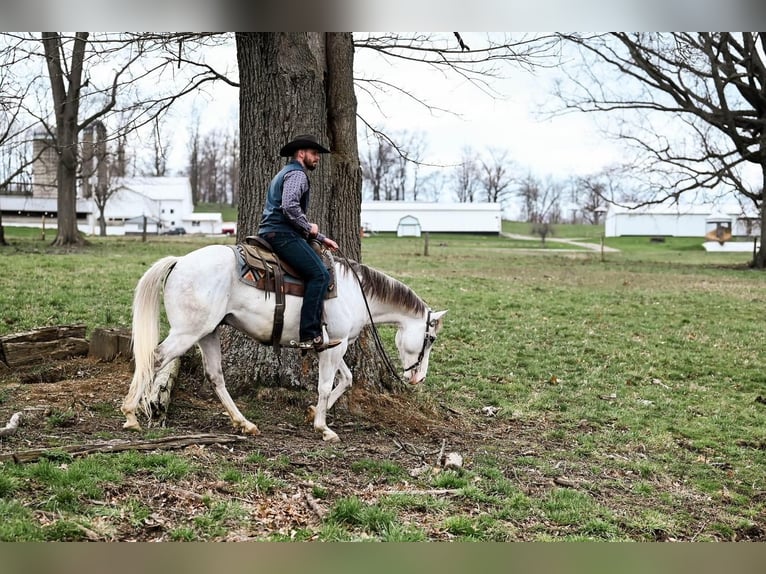 American Quarter Horse Wallach 10 Jahre Schimmel in Dalton, OH