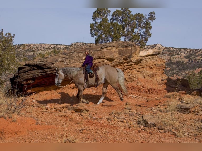 American Quarter Horse Wallach 10 Jahre Schimmel in Canyon, TX