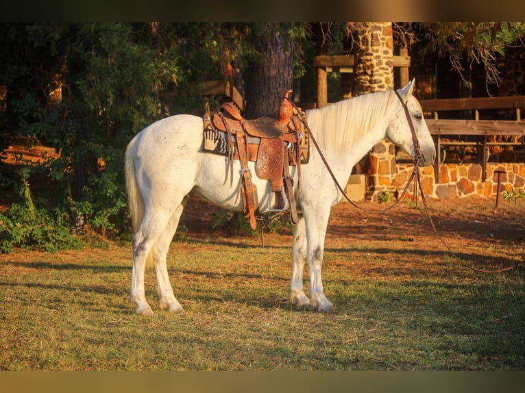 American Quarter Horse Wallach 10 Jahre Schimmel in Rusk TX