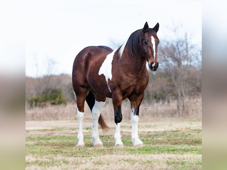 American Quarter Horse Wallach 10 Jahre Tobiano-alle-Farben in Ravenna TX