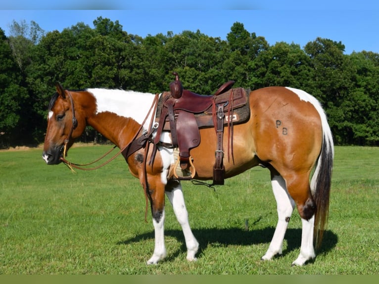 American Quarter Horse Wallach 10 Jahre Tobiano-alle-Farben in Hazelton IA
